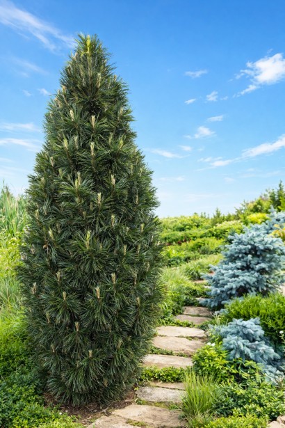 Pinus nigra / austriaca Komet полив